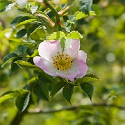 Flowers-Dog Rose, Flower-1